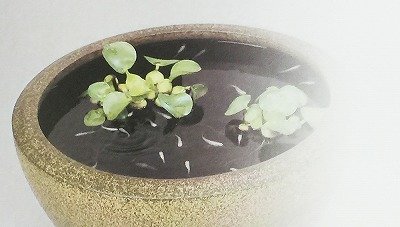 Amazon.co.jp: アドミナ 睡蓮鉢 メダカ鉢 金魚鉢 水鉢 16号 50cm